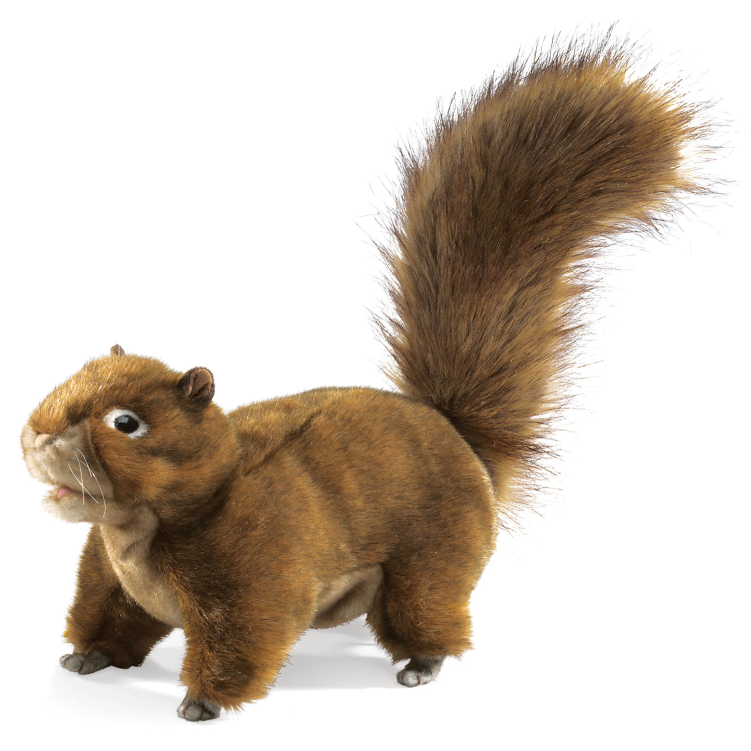 Eichhörnchen / Red Squirrel