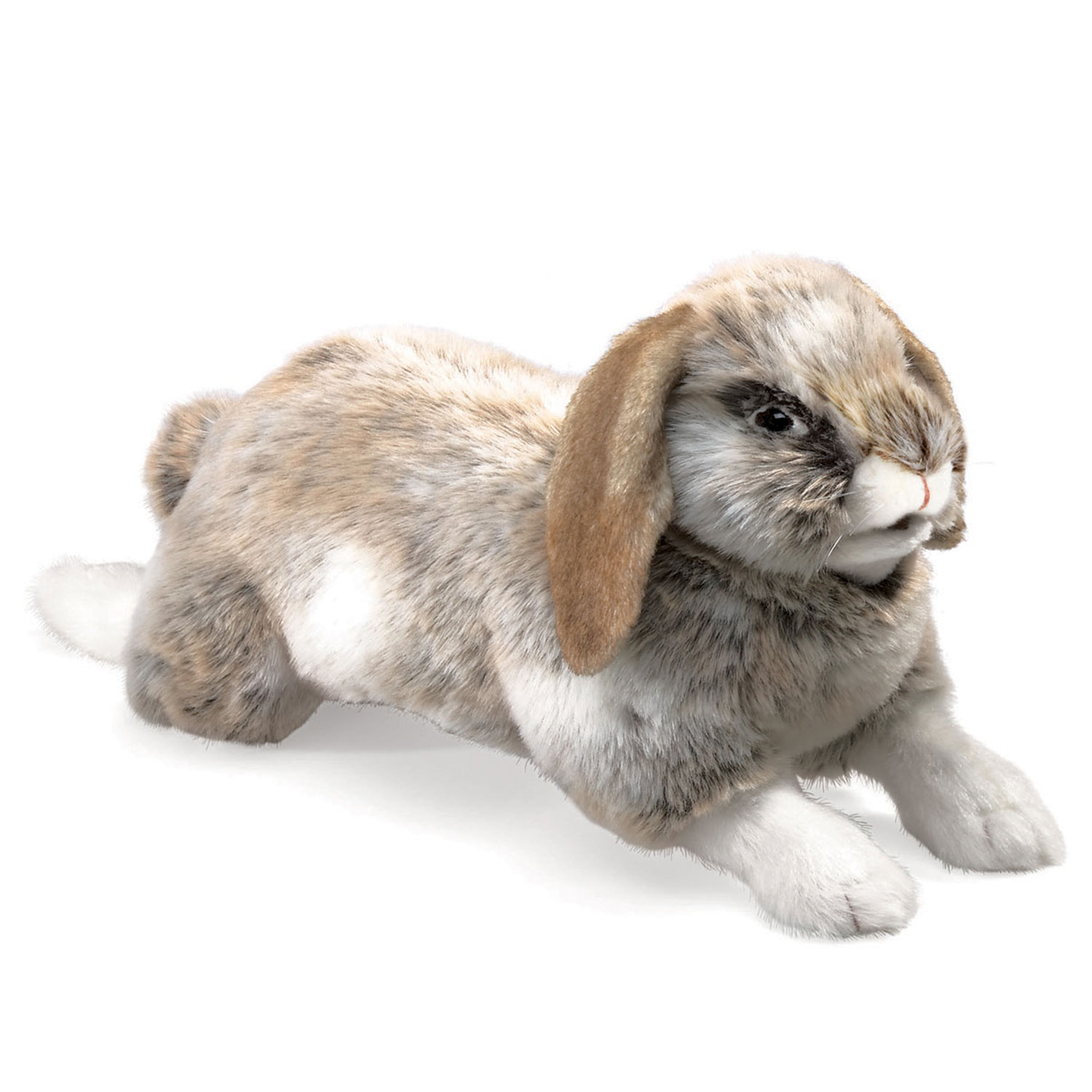 Hängeohr-Hase / Rabbit, Holland Lop