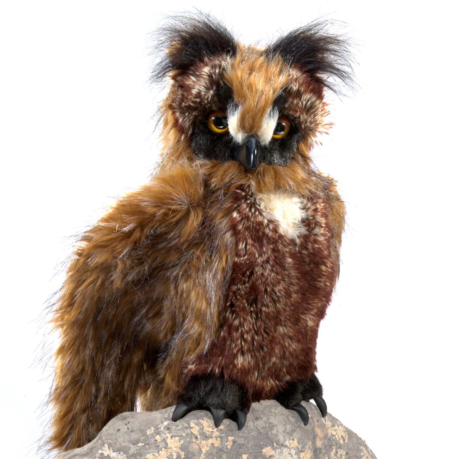 Eule, bewegliche Augendeckel / Great Horned Owl