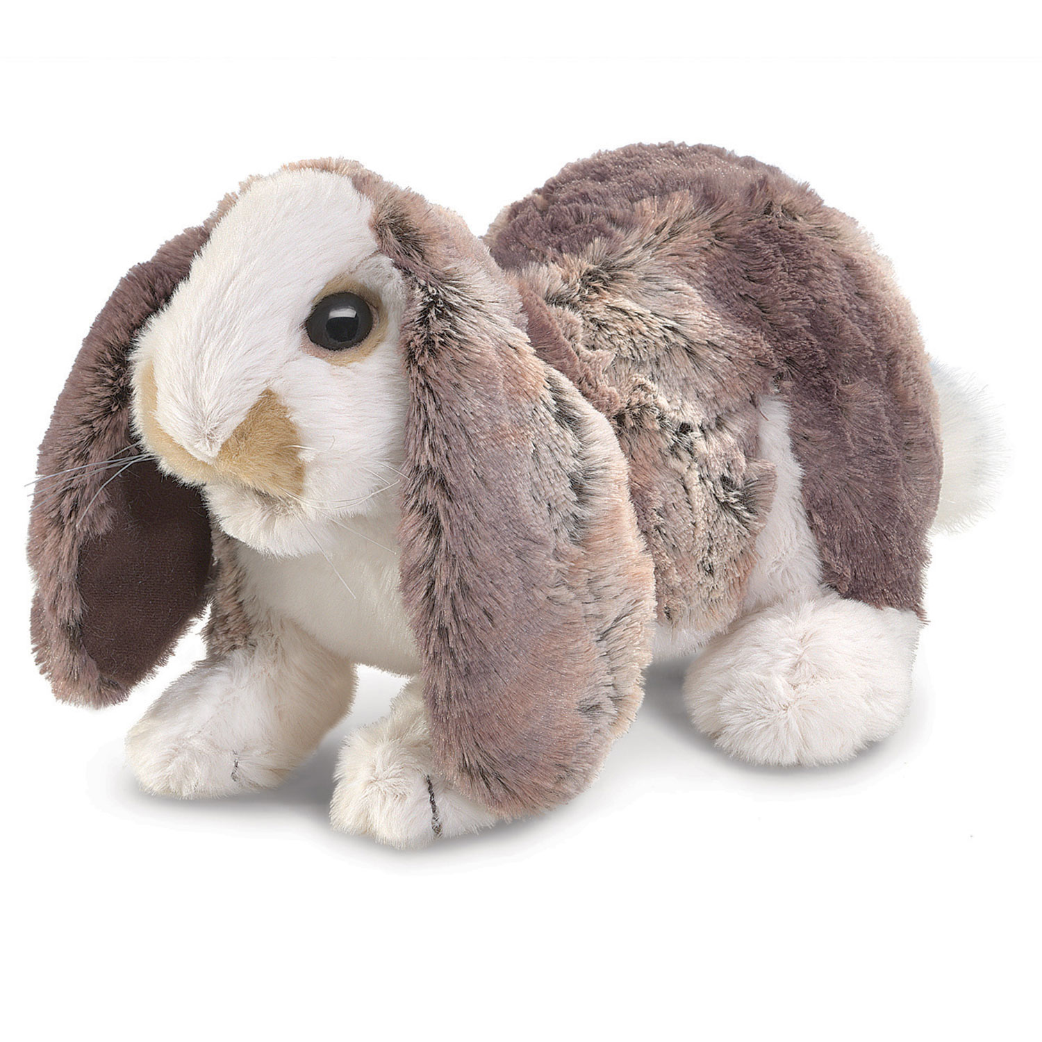 Hängeohr-Hasenbaby / Baby Lop Rabbit