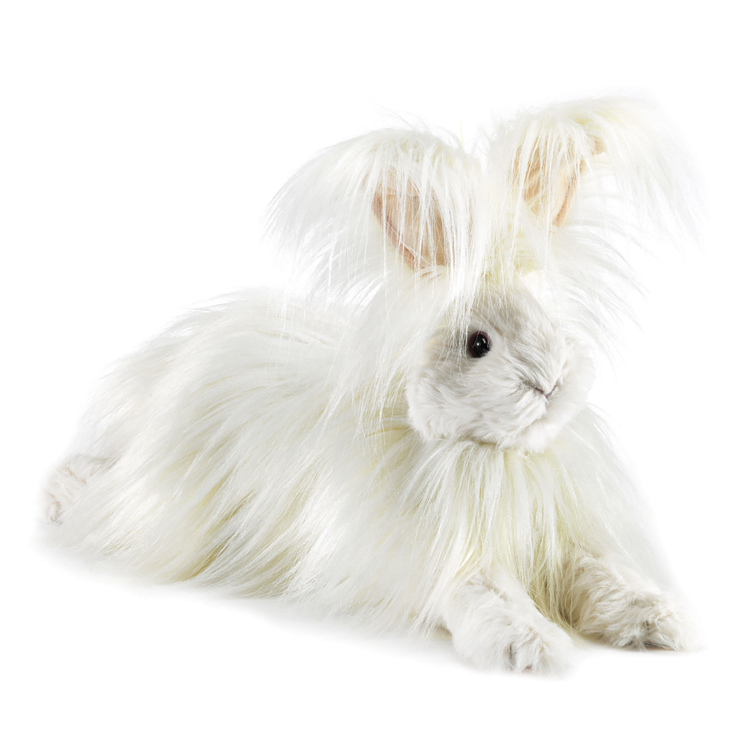 Angorakaninchen / Angora Rabbit