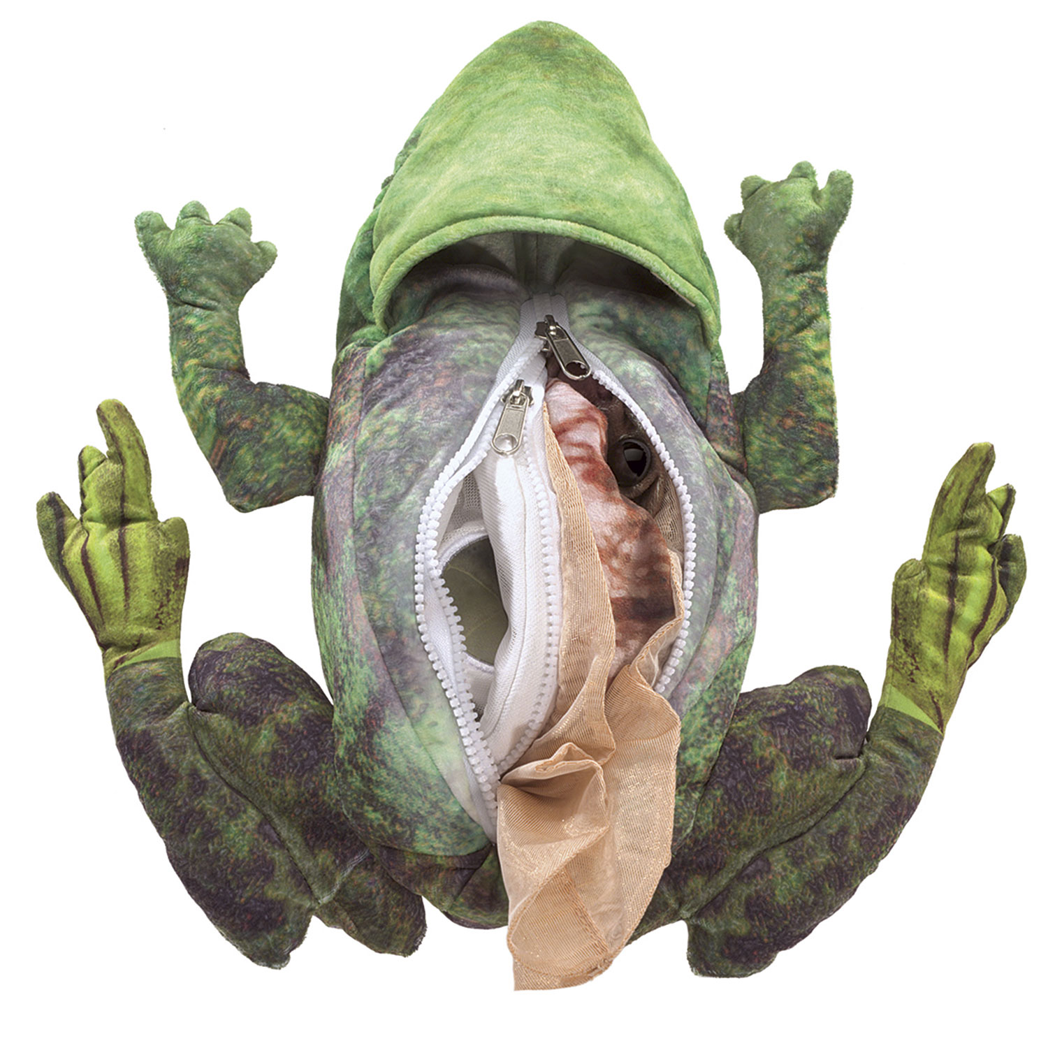 Metamorphose Frosch / Frog Life Cycle