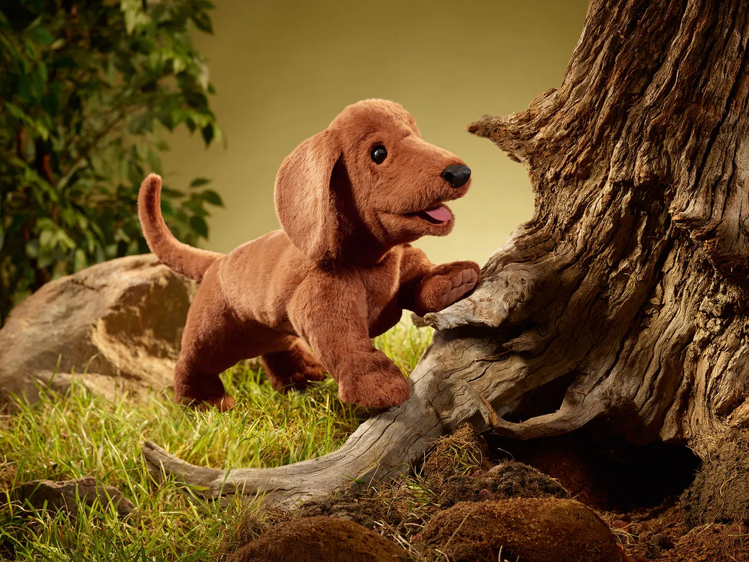 Dachshund / Dackel