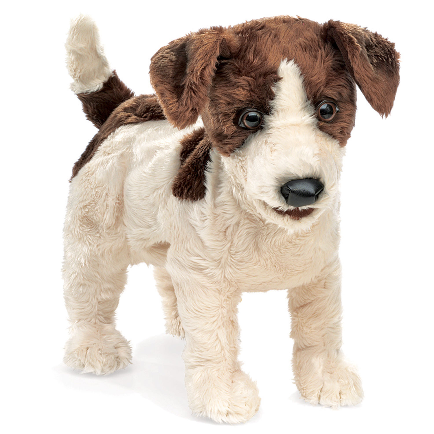 Jack Russell Terrier / Jack Russell Terrier