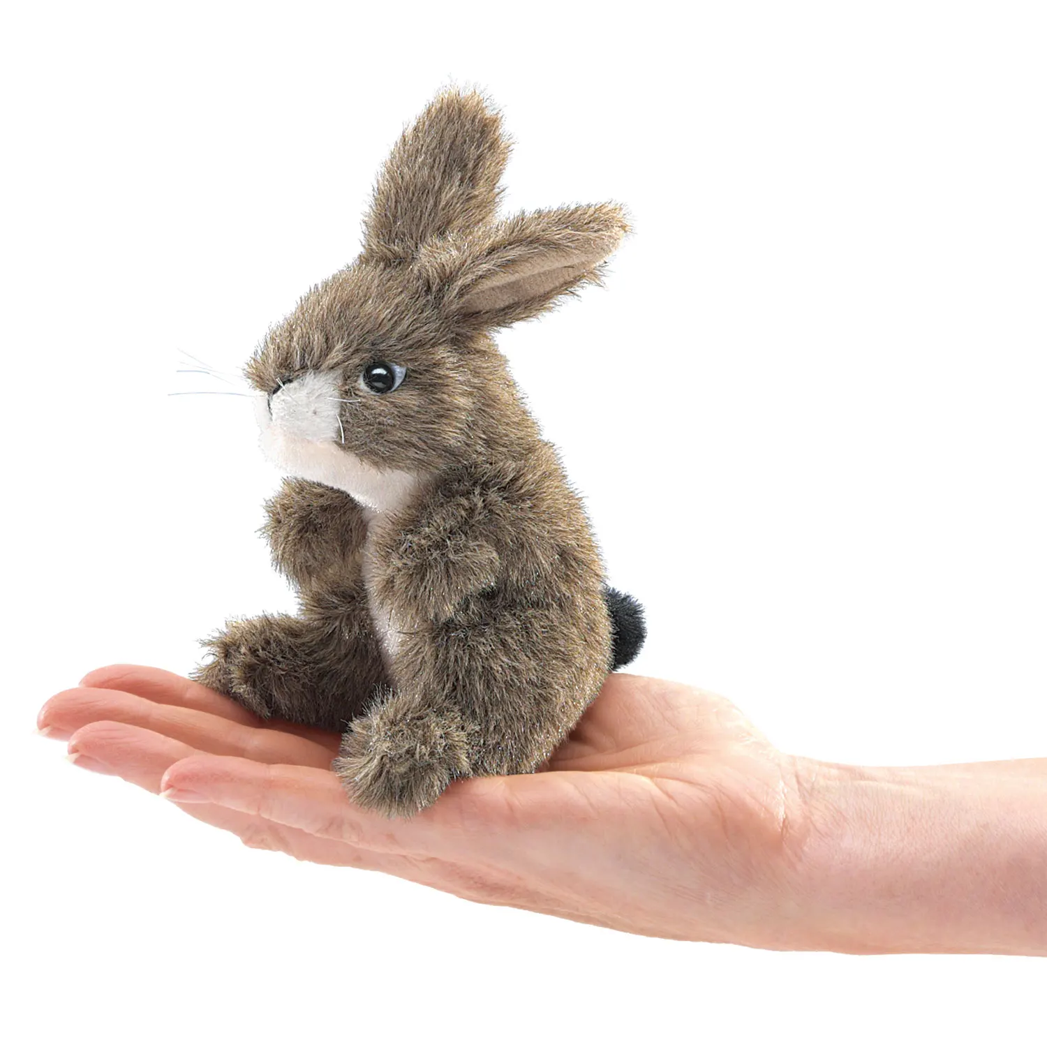 Mini Feldhase / Mini Jack Rabbit