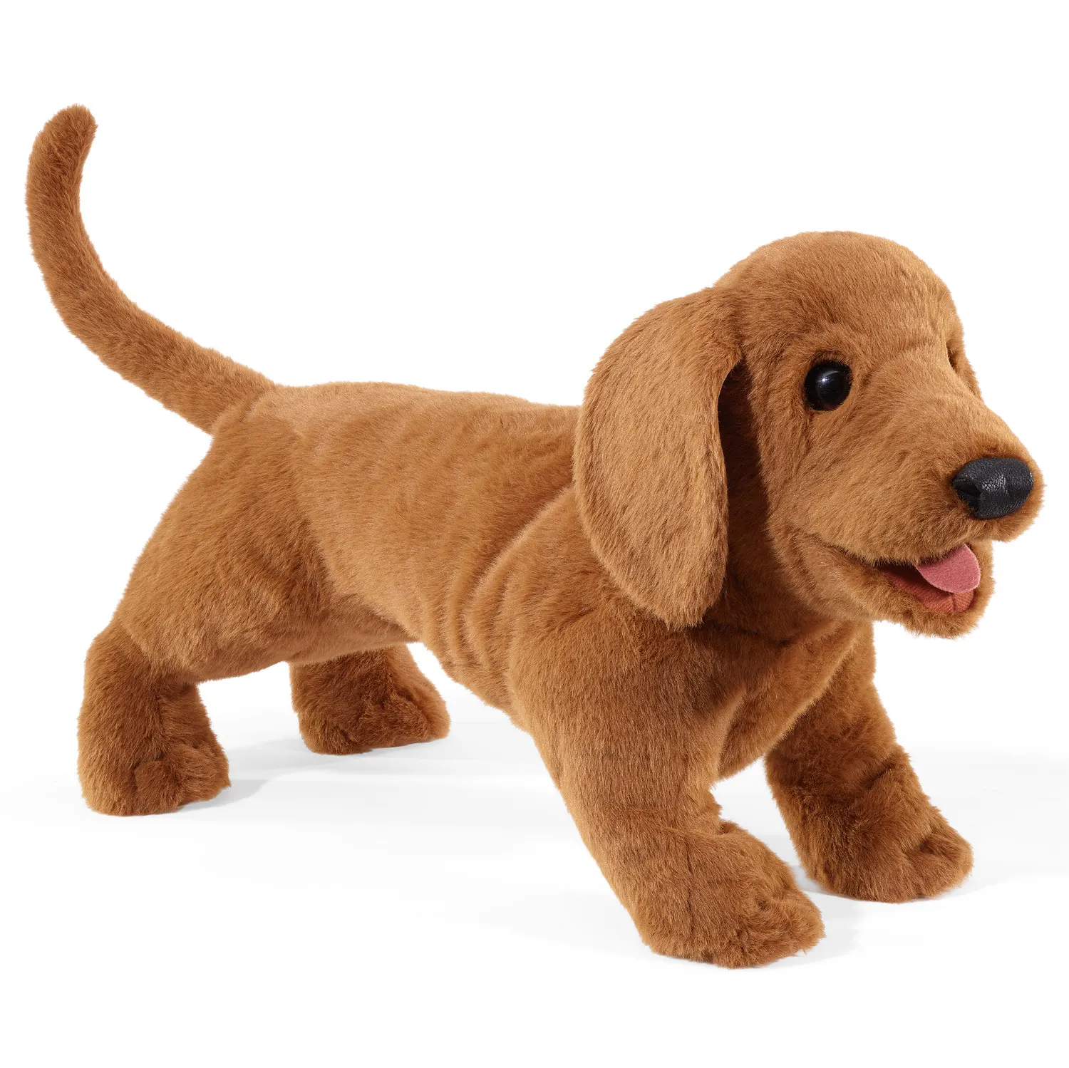 Dachshund / Dackel