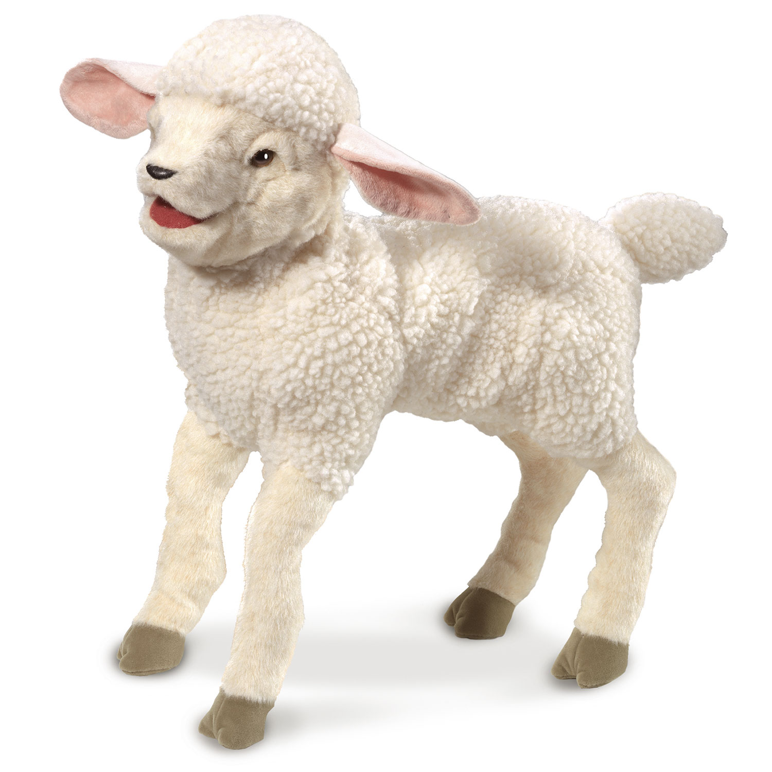 Lamm / Lambkin